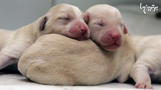 7 اختراع بزرگی که مخترعان خود را پشیمان کرده اند 7 اختراع بزرگی که مخترعان خود را پشیمان کرده اند