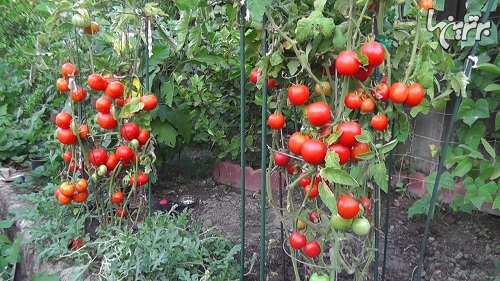 ترفندهای باغبانی حسادت برانگیز ترفندهای باغبانی حسادت برانگیز