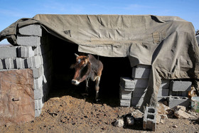 با توجه آغاز فصل سرما یکی از دغدغه‌های اهالی مناطق زلزله زده ساخته نشدن سرپناه برای دام‌هایشان است.  