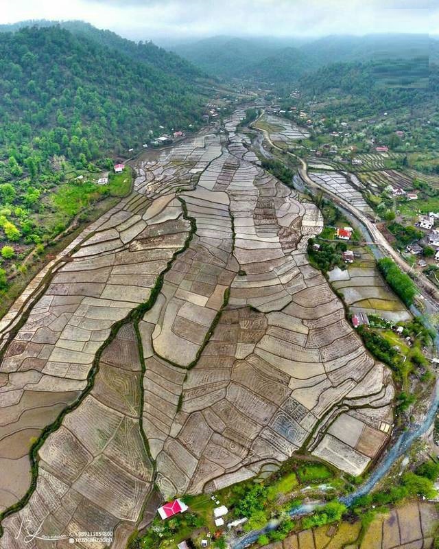 مزارع برنج شهر تالش (عکس)