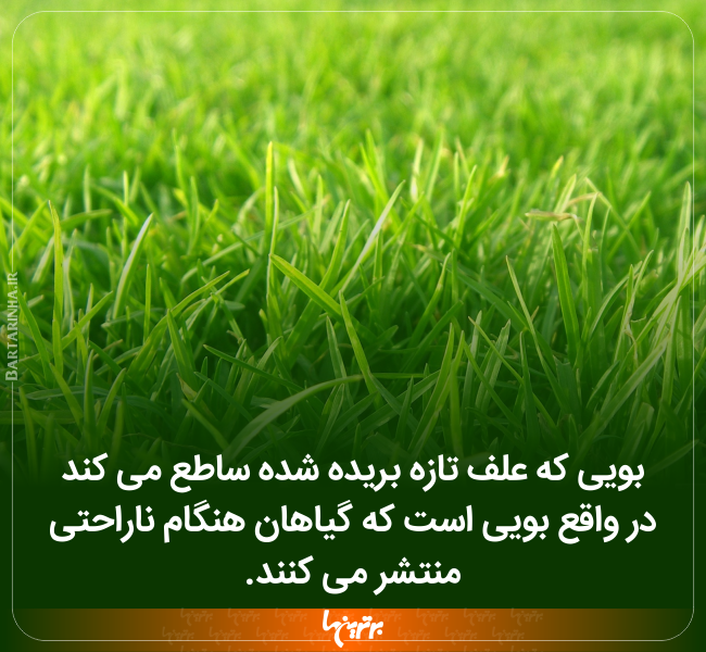 دانستنی های جالب (233) دانستنی های جالب (233)