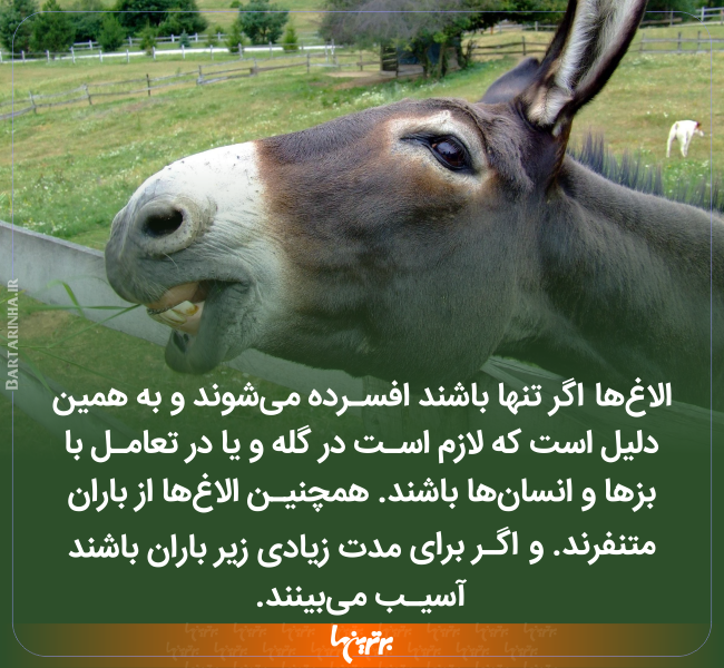 دانستنیهای جالب (۲۴۶) دانستنیهای جالب (۲۴۶)
