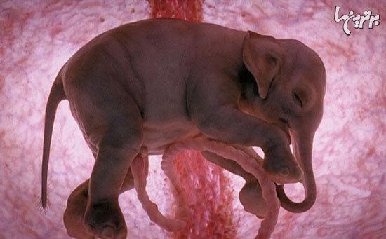 تصاویر عالی حیوانات قبل از تولد