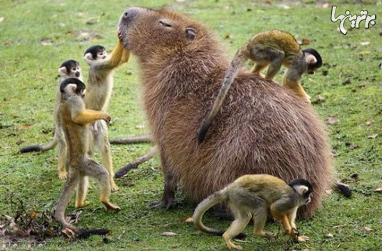 تصاویر زیبا از دوستی های عجیب بین حیوانات تصاویر زیبا از دوستی های عجیب بین حیوانات