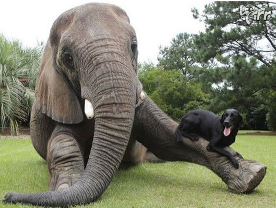 تصاویر زیبا از دوستی های عجیب بین حیوانات
