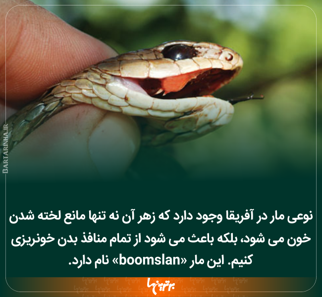 دانستنیهای جالب (۲۴۸) دانستنیهای جالب (۲۴۸)