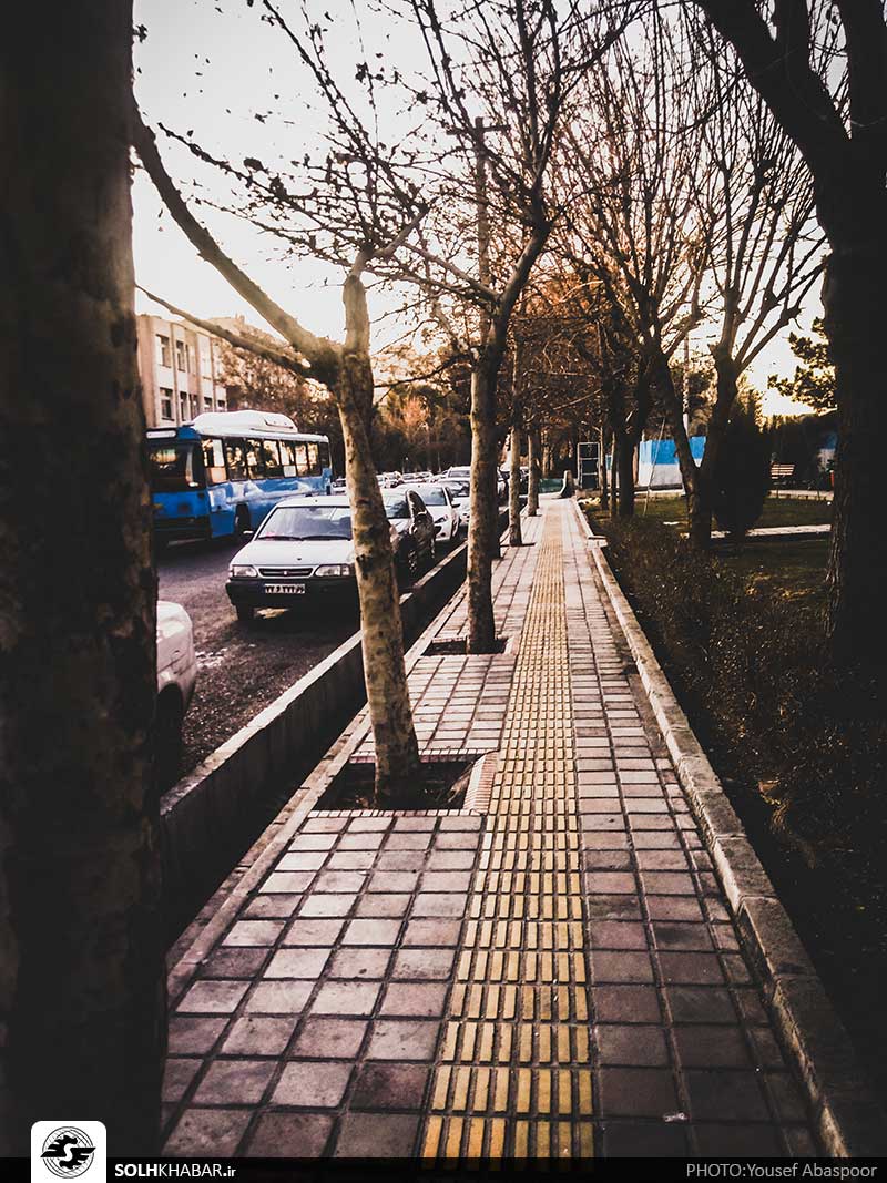 شاخ و برگ های کوچه پس کوچه های تهران