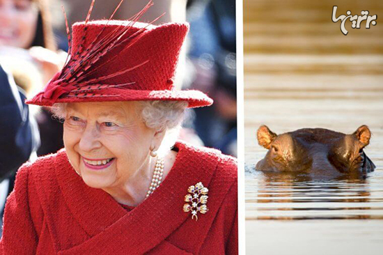 حیوانات عجیبی که به ملکه الیزابت هدیه داده شده