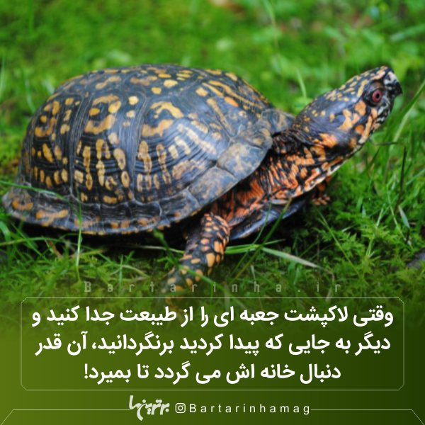 دانستنیهای جالب (۲۷۱) دانستنیهای جالب (۲۷۱)