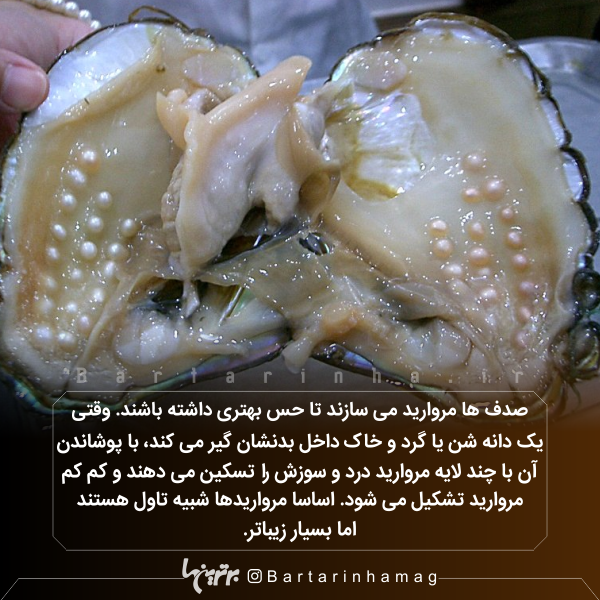 دانستنیهای جالب (۲۷۱) دانستنیهای جالب (۲۷۱)