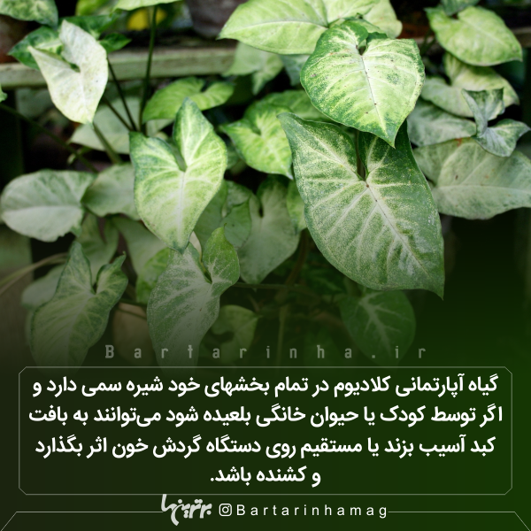 دانستنیهای جالب (۲۷۱) دانستنیهای جالب (۲۷۱)