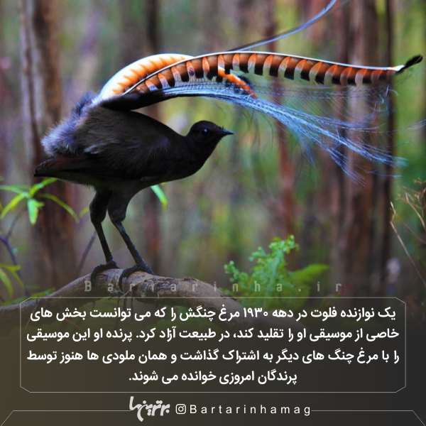 دانستنیهای جالب (۲۷۱) دانستنیهای جالب (۲۷۱)