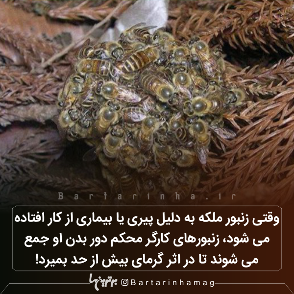 دانستنیهای جالب (۲۷۱) دانستنیهای جالب (۲۷۱)