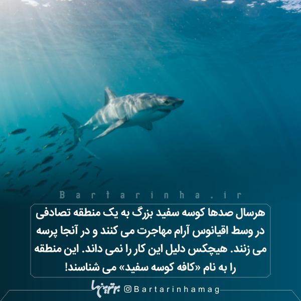 دانستنیهای جالب (۲۷۲) دانستنیهای جالب (۲۷۲)