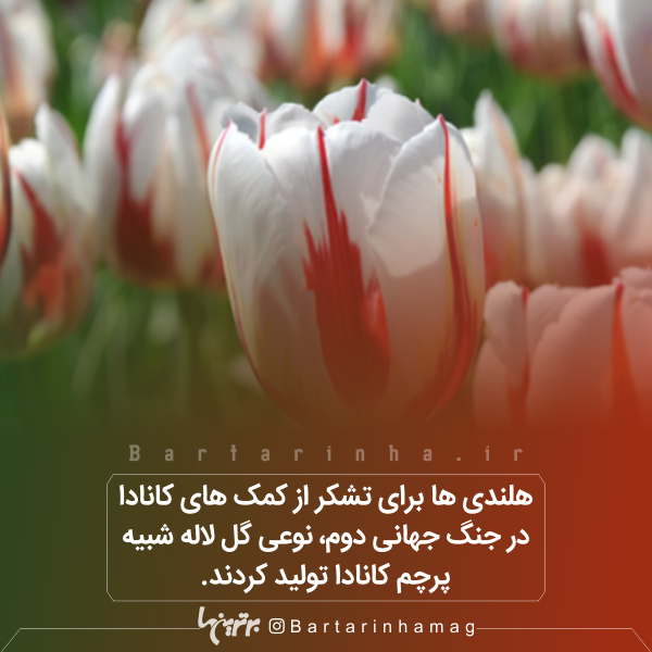 دانستنیهای جالب (۲۷۵) دانستنیهای جالب (۲۷۵)
