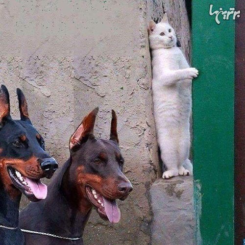 شوخی‌های جالب شبکه‌های اجتماعی (۴۹۱)