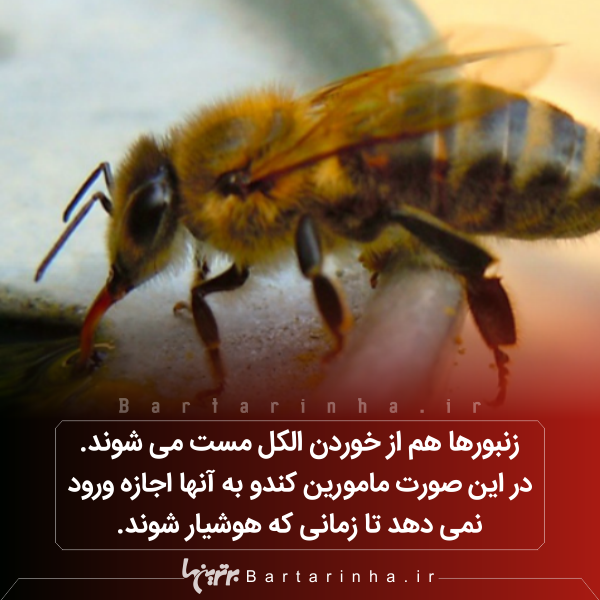 دانستنیهای جالب؛ از شیطان های تاسمانتی تا زنبورهای مست! دانستنیهای جالب؛ از شیطان های تاسمانتی تا زنبورهای مست!
