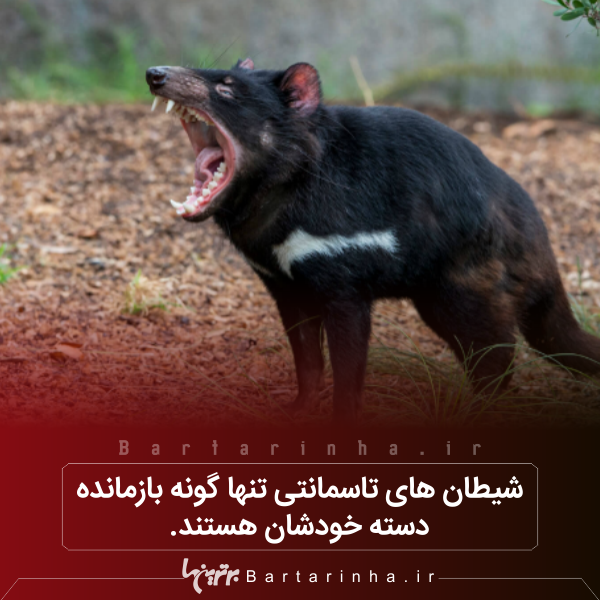 دانستنیهای جالب؛ از شیطان های تاسمانتی تا زنبورهای مست! دانستنیهای جالب؛ از شیطان های تاسمانتی تا زنبورهای مست!
