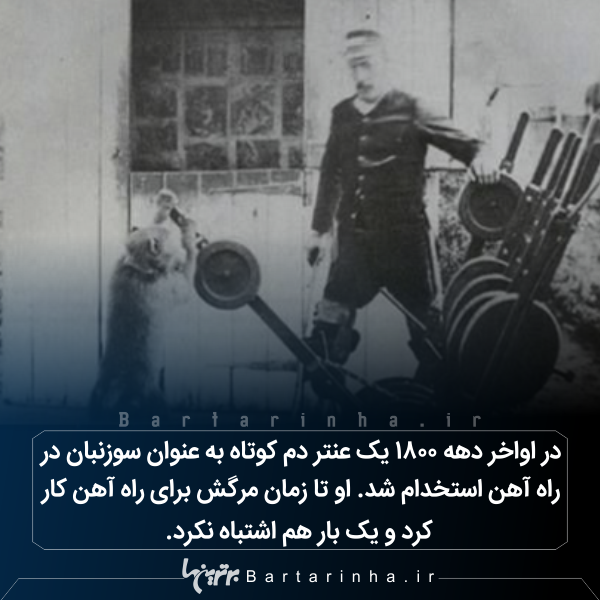دانستنیهای جالب؛ از شیطان های تاسمانتی تا زنبورهای مست! دانستنیهای جالب؛ از شیطان های تاسمانتی تا زنبورهای مست!