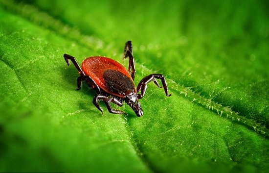 کنه ها دوستداران گروه خونی A