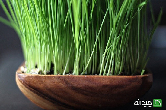 سبزه عید ۹۷، امسال مدرن و ساده تزیین کنید!