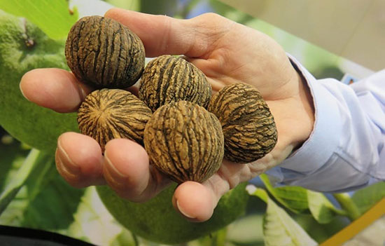گردوی سیاه و خواص عالی آن