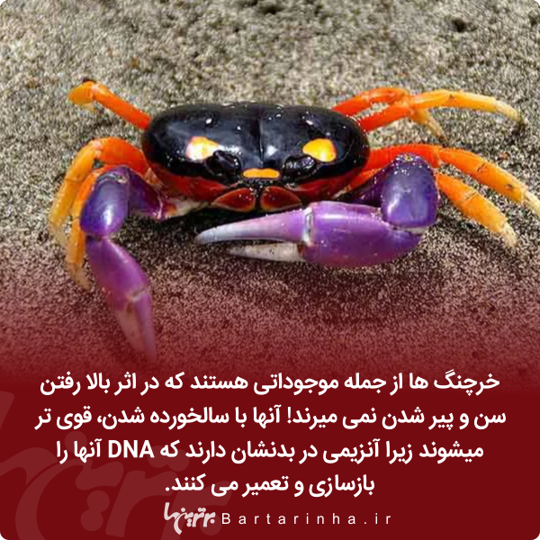 دانستنیهای جالب؛ این ژاپنیهای زن ذلیل! دانستنیهای جالب؛ این ژاپنیهای زن ذلیل!