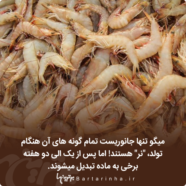 دانستنیهای جالب؛ این ژاپنیهای زن ذلیل! دانستنیهای جالب؛ این ژاپنیهای زن ذلیل!