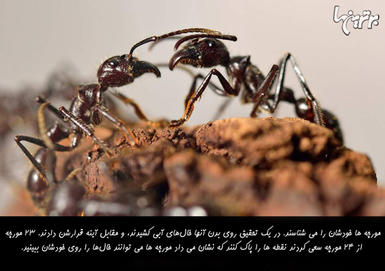دانستنیهای جالب؛ از گل نرگس سمی تا مردان عشق آرایش کره ای! دانستنیهای جالب؛ از گل نرگس سمی تا مردان عشق آرایش کره ای!