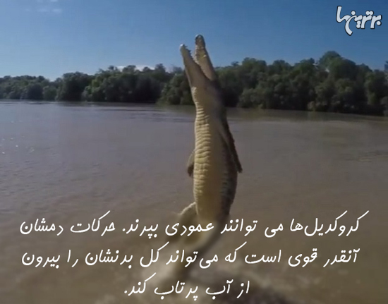 دانستنیهای جالب؛ از گل نرگس سمی تا مردان عشق آرایش کره ای! دانستنیهای جالب؛ از گل نرگس سمی تا مردان عشق آرایش کره ای!