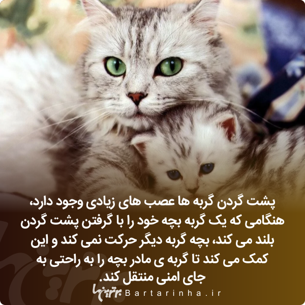 دانستنیهای جالب؛ از معیار تازه مردان برای ازدواج تا شیرینترین ماده جهان! دانستنیهای جالب؛ از معیار تازه مردان برای ازدواج تا شیرینترین ماده جهان!