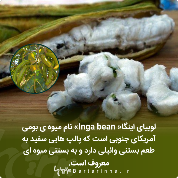 دانستنیهای جالب؛ از معیار تازه مردان برای ازدواج تا شیرینترین ماده جهان! دانستنیهای جالب؛ از معیار تازه مردان برای ازدواج تا شیرینترین ماده جهان!