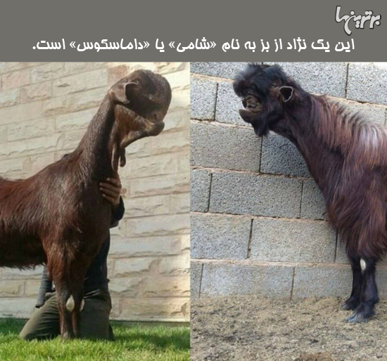دانستنی های جالب؛ صندلی چرخدار داروین