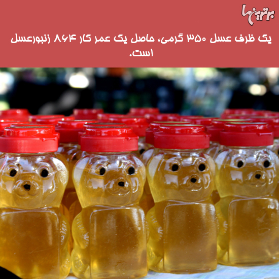 دانستنی های جالب؛ صندلی چرخدار داروین