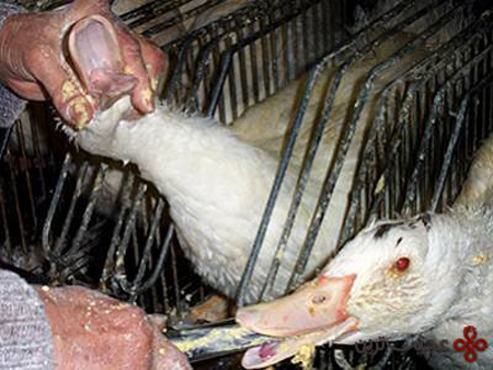 جگر چرب اردک شکنجه شده، یک غذای گران فرانسوی!