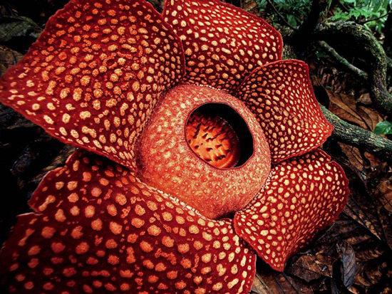 نگاهی به عجیب‌ترین گل‌های موجود در جهان