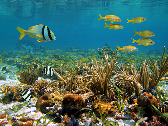 عجایب و شگفتی‌های دنیای زیر آب
