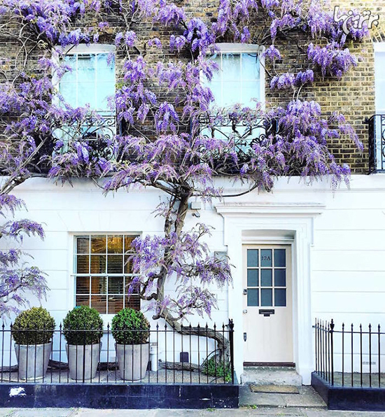 تصاویر زیبا از در ورودی خانه ها در لندن