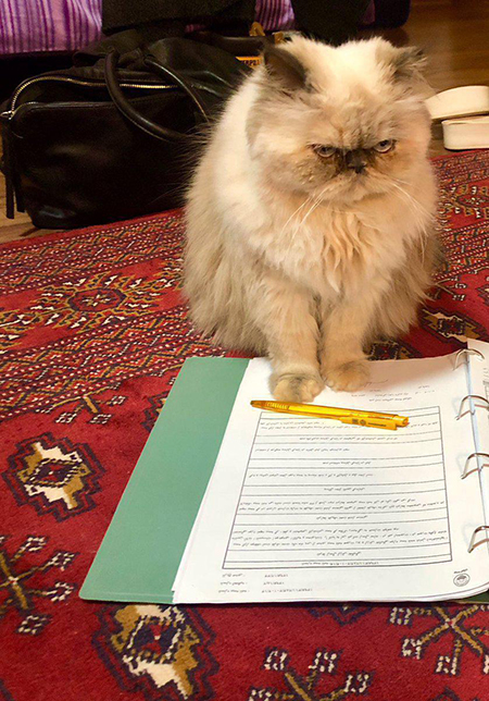 شوخی‌های جالب شبکه‌های اجتماعی؛