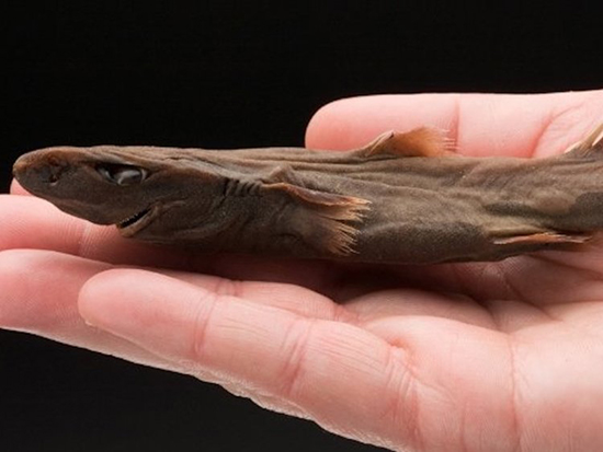 با کوچک ترین حیوانات دنیا آشنا شوید؛ از کوسه های یک وجبی تا خفاش های بند انگشتی