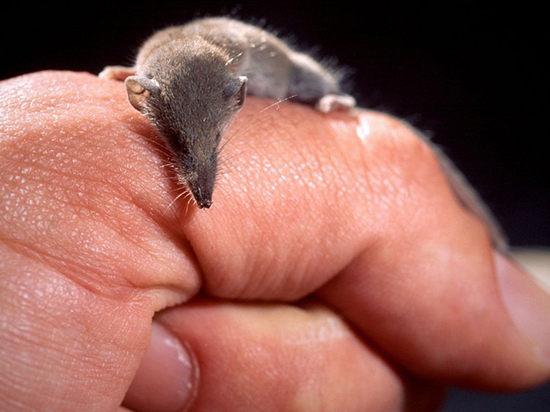با کوچک ترین حیوانات دنیا آشنا شوید؛ از کوسه های یک وجبی تا خفاش های بند انگشتی