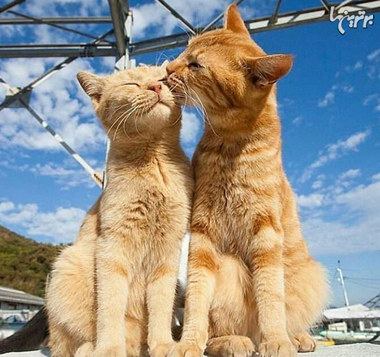 تصاویر زیبای عاشقانه از دنیای گربه ها تصاویر زیبای عاشقانه از دنیای گربه ها