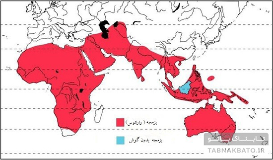 این سه جانورِ ناشناخته را شناسایی کنید؟ این سه جانورِ ناشناخته را شناسایی کنید؟