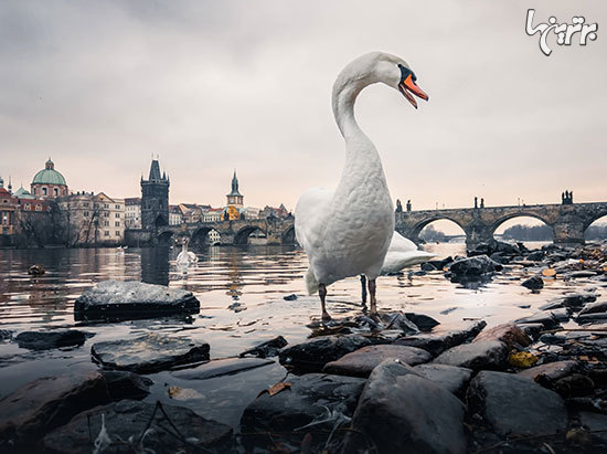 بررسی تخصصی نوکیا ۹ پیورویو (Nokia ۹ PureView)