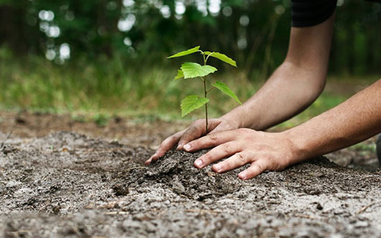 روز درختکاری؛ چه بکاریم؟ چگونه بکاریم؟ روز درختکاری؛ چه بکاریم؟ چگونه بکاریم؟