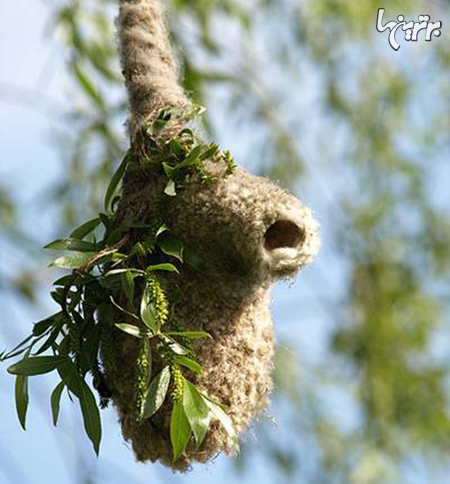 لانه های پرنده زیبا و عجیب لانه های پرنده زیبا و عجیب