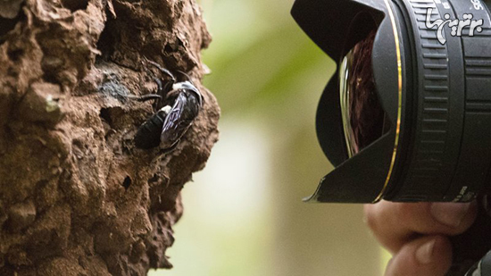 زنبوری که هر چند دهه یکبار مشاهده می‌شود!