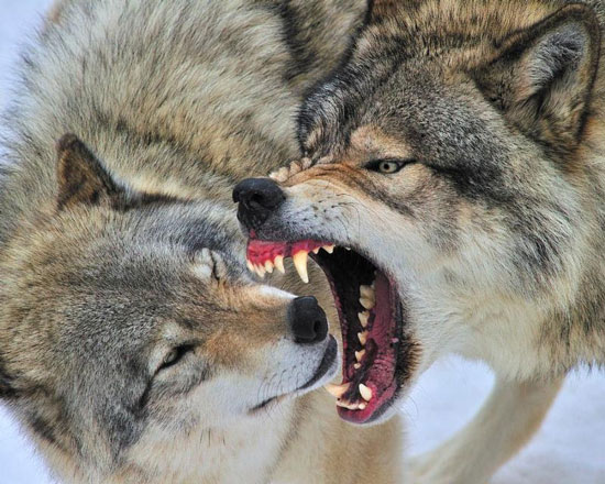دنیای حیرتانگیز گرگها، این شکارچیان دوست داشتنی! دنیای حیرتانگیز گرگها، این شکارچیان دوست داشتنی!