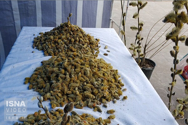 ویدئو / جشنواره بیدمشک در ارومیه برگزاری جشنواره بیدمشک در ارومیه
