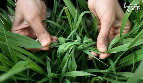 حقایقی درباره سيزده بدر حقایقی درباره سيزده بدر